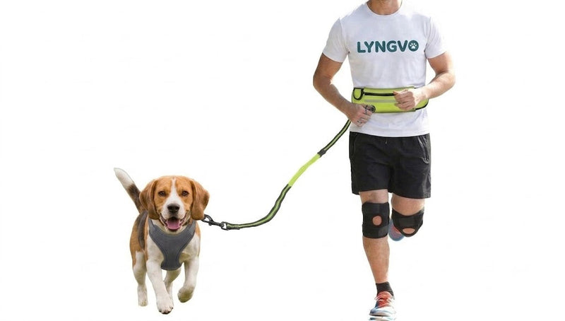 Hundhalsband & Koppel