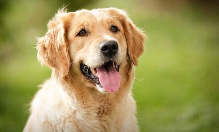Hund