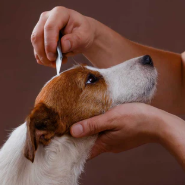 Hund Vård