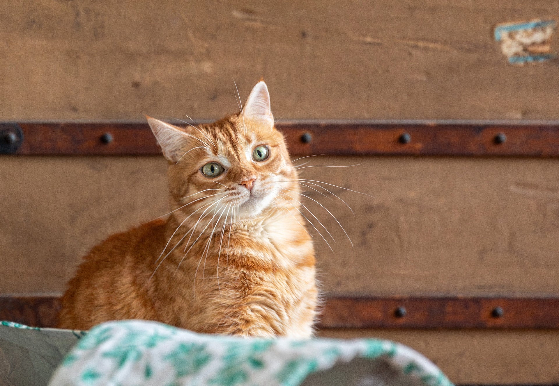 Katt